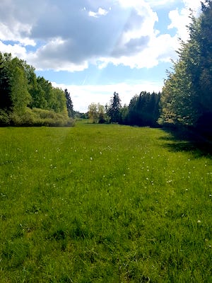 wiese und wald, Natururlaub Hund