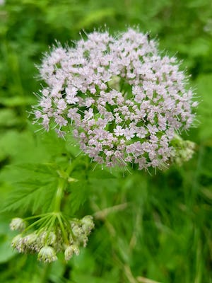 blühendes wiesenkraut, Natururlaub Hund