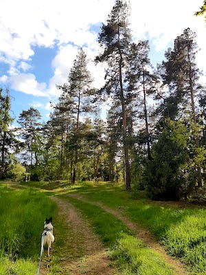 wandern mit hund, feldweg, wald, Urlaub mit Hund Thüringen