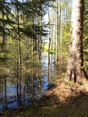 bieberteich im wald, Urlaub mit Hund Thüringen