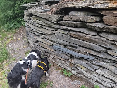 hunde, schieferpark lehesten, ausflugstipp vom tiny house im wald in tanna