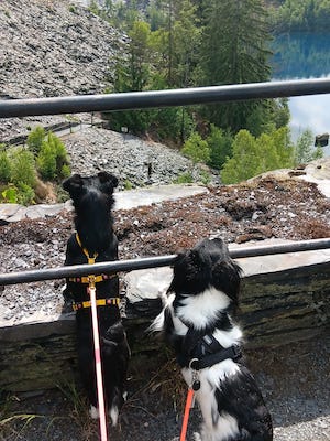 hunde, schieferpark lehesten, ausflugstipp vom tiny house im wald in tanna