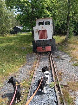 hunde, schieferpark lehesten, ausflugstipp vom tiny house im wald in tanna
