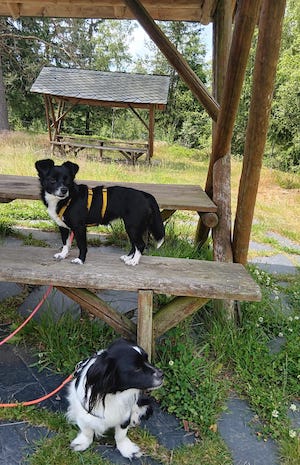 hunde, waldschaenke, schieferpark lehesten, ausflugstipp vom tiny house im wald in tanna