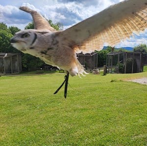 greifvogel im flug, falknerei luisenberg, ausflugstipp vom tiny house im wald in tanna ins fichtelgebirge, vorschaubild