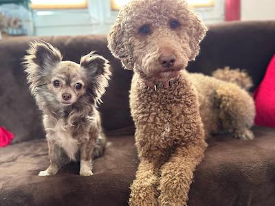 hunde, sofa, hunde duerfen aufs sofa, hundeliebe