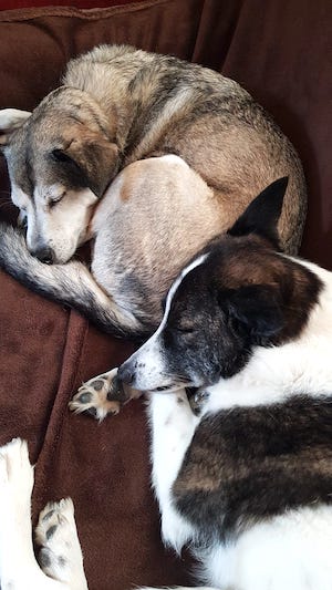 hunde schlafen auf sofa im tiny house im wald
