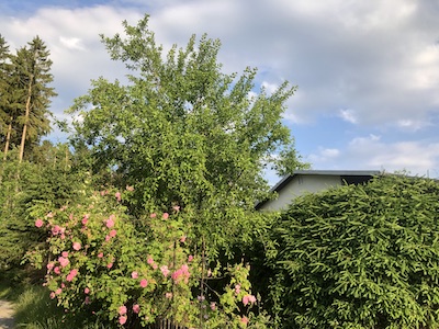 tiny house im wald aussen, tiny house im wald garten, tiny house im wald, blickdichte fichtenhecke, rosen am zaun