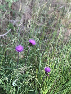 natur, kraeuter, bluehstreifen