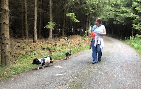 wanderweg, wandertour, wald, wald-spaziergang, hundewanderung, hundefreundlich, naturerlebnis, waldweg, lieblingstour