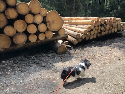 lieblingstour, wandern mit hund, holzstapel im wald