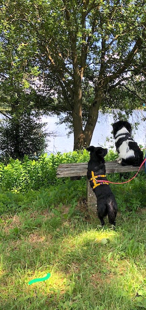 hunde sitzen auf bank mit blick auf die eitenteiche, leitenteiche, tanna, sitzbank an hundeteich