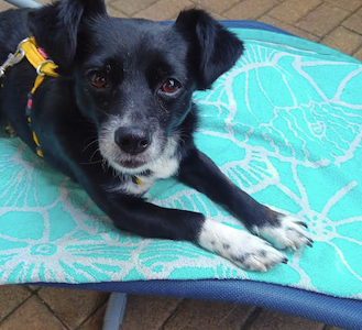 Tiny House, Urlaub mit Hund, Ferienhaus, Tanna, Thüringer Vogtland, Erholung, Thüringer Schiefergebirge, Hunde entspannt, Natururlaub, Entspannung pur, Hunde-Paradies, Ausflugsziele Thüringen, Stammgäste, Naturerlebnis, Urlaub buchen, Urlaubsfotos, hund liegt auf liegestuhl