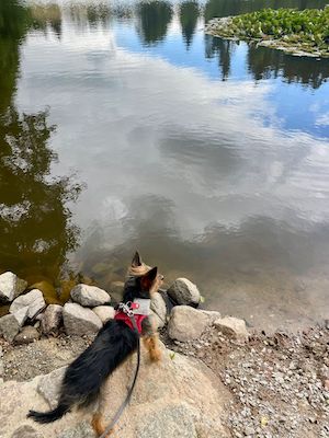 wandern, tiny house im wald, thueringen, wald, thueringer vogtland, urlaub, ferienhaus, bewertung, tanna, hundeteich, unterer leitenteich, hund, yorkshire
