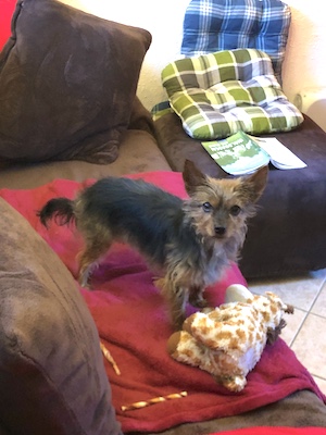bewertung, hund, sofa, kuscheldecke, rundum wohlfuehlen, tanna, tiny house im wald, kuscheln