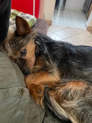 bewertung, hund, rundum wohlfuehlen, tanna, tiny house im wald, kuscheln, sofa