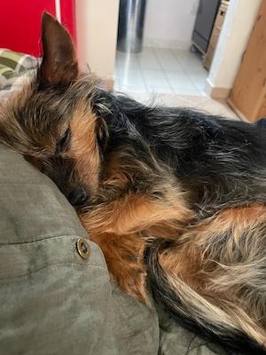 bewertung, hund, sofa, rundum wohlfuehlen, tanna, tiny house im wald, kuscheln