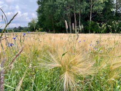 wandern, tiny house im wald, thueringen, wald, thueringer vogtland, urlaub, ferienhaus, bewertung, tanna, felder