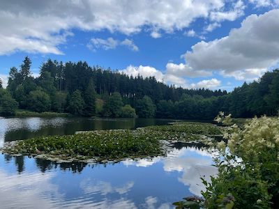 wandern, tiny house im wald, thueringen, wald, thueringer vogtland, urlaub, ferienhaus, bewertung, tanna, hundeteich, seerosen, unterer leitenteich