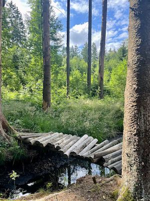 wandern, tiny house im wald, thueringen, wald, thueringer vogtland, urlaub, ferienhaus, bewertung, tanna, lieblingsplatz, bruecke