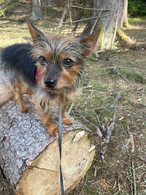 wandern, tiny house im wald, thueringen, wald, thueringer vogtland, urlaub, ferienhaus, bewertung, tanna, baumstamm, hund, yorkshire