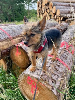 wandern, tiny house im wald, thueringen, wald, thueringer vogtland, urlaub, ferienhaus, bewertung, tanna, nelly, hund, yorkshire