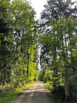 wandern, tiny house im wald, thueringen, wald, thueringer vogtland, urlaub, ferienhaus, bewertung, tanna, waldweg, wanderweg