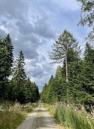 wandern, tiny house im wald, thueringen, wald, thueringer vogtland, urlaub, ferienhaus, bewertung, wanderweg, waldweg