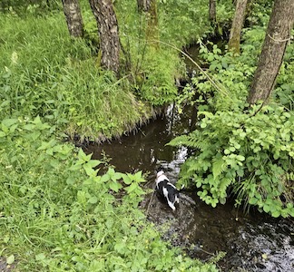 bach, hunde erfrischen, wasser, Ferienhaus, Tiny House, Tanna, Thüringen, Urlaub mit Hund, Thüringer Vogtland, Hundeurlaub, Thüringer Schiefergebirge, Wanderurlaub, Natururlaub, Ausflüge Thüringen, Jack Russell Urlaub, Urlaub für Singles, Urlaub für Paare, Erholungsurlaub Thüringen.