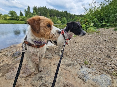 unterer leitenteich, hunde efrischen, hunde schwimmen, wasser, Ferienhaus, Tiny House, Tanna, Thüringen, Urlaub mit Hund, Thüringer Vogtland, Hundeurlaub, Thüringer Schiefergebirge, Wanderurlaub, Natururlaub, Ausflüge Thüringen, Jack Russell Urlaub, Urlaub für Singles, Urlaub für Paare, Erholungsurlaub Thüringen.