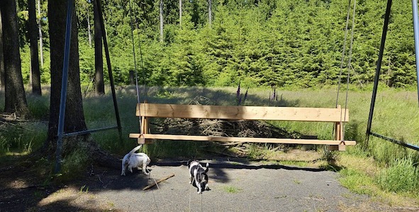 schaukel im wald, ausflugsziel, rund um tanna, Ferienhaus, Tiny House, Tanna, Thüringen, Urlaub mit Hund, Thüringer Vogtland, Hundeurlaub, Thüringer Schiefergebirge, Wanderurlaub, Natururlaub, Ausflüge Thüringen, Jack Russell Urlaub, Urlaub für Singles, Urlaub für Paare, Erholungsurlaub Thüringen.