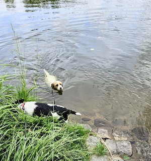unterer leitenteich, hunde efrischen, hunde schwimmen, wasser, Ferienhaus, Tiny House, Tanna, Thüringen, Urlaub mit Hund, Thüringer Vogtland, Hundeurlaub, Thüringer Schiefergebirge, Wanderurlaub, Natururlaub, Ausflüge Thüringen, Jack Russell Urlaub, Urlaub für Singles, Urlaub für Paare, Erholungsurlaub Thüringen.