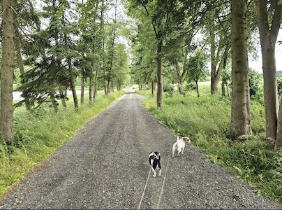 wandern, wanderweg, Ferienhaus, Tiny House, Tanna, Thüringen, Urlaub mit Hund, Thüringer Vogtland, Hundeurlaub, Thüringer Schiefergebirge, Wanderurlaub, Natururlaub, Ausflüge Thüringen, Jack Russell Urlaub, Urlaub für Singles, Urlaub für Paare, Erholungsurlaub Thüringen.