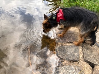 tanna, thueringen, naherholungsgebiet leitenteiche, unterer leitenteich, seichte stelle fuer hunde, erfrischung hunde, weg zum tiny house im wald, abholung zu fuss, feriengast abholung, abholservice