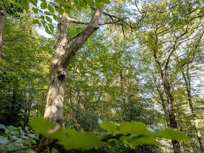 kammerberg, lohmar, bergisches land, Tiny House, Urwald, Waldschutz, UrwaldProjekt, Deutschland, Buchenwälder, Waldpatenschaft, Waldretter