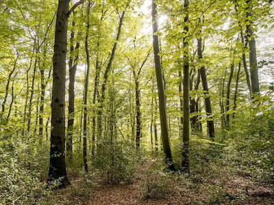 kammerberg, lohmar, bergisches land, Tiny House, Urwald, Waldschutz, UrwaldProjekt, Deutschland, Buchenwälder, Waldpatenschaft, Waldretter