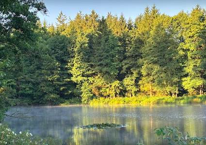 leitenteich mit nebel