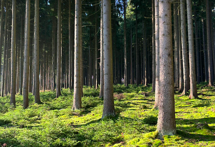 fichtenwald mit moos bewachsenem boden