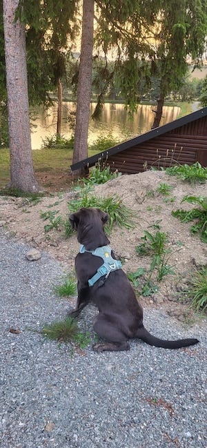 Kurzurlaub, Kurzurlaub mit Hund, Tiny House, im Wald, Hundeurlaub, Urlaub mit Hund, hundefreundlich, Labradorhündin, eingezäunter Garten, Ferienhaus, Unterkunft, Haustiere willkommen, Auszeit mit Hund, Urlaub im Wald, Wald, Teiche