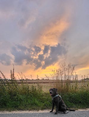 Kurzurlaub, Kurzurlaub mit Hund, Tiny House, im Wald, Hundeurlaub, Urlaub mit Hund, hundefreundlich, Labradorhündin, eingezäunter Garten, Ferienhaus, Unterkunft, Haustiere willkommen, Auszeit mit Hund, Urlaub im Wald, Wald, Teiche