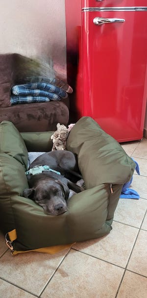 Kurzurlaub, Kurzurlaub mit Hund, Tiny House, im Wald, Hundeurlaub, Urlaub mit Hund, hundefreundlich, Labradorhündin, eingezäunter Garten, Ferienhaus, Unterkunft, Haustiere willkommen, Auszeit mit Hund, Urlaub im Wald, Wald, Teiche
