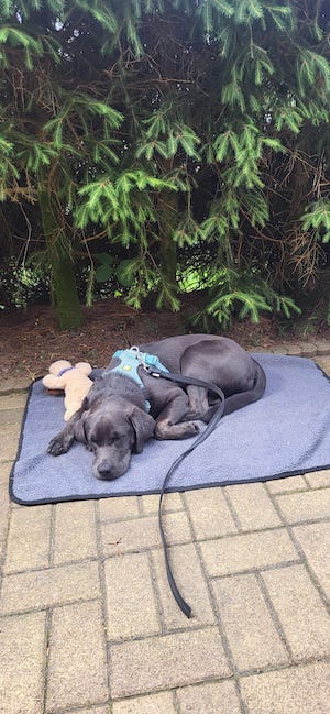 Kurzurlaub, Kurzurlaub mit Hund, Tiny House, im Wald, Hundeurlaub, Urlaub mit Hund, hundefreundlich, Labradorhündin, eingezäunter Garten, Ferienhaus, Unterkunft, Haustiere willkommen, Auszeit mit Hund, Urlaub im Wald, Wald, Teiche
