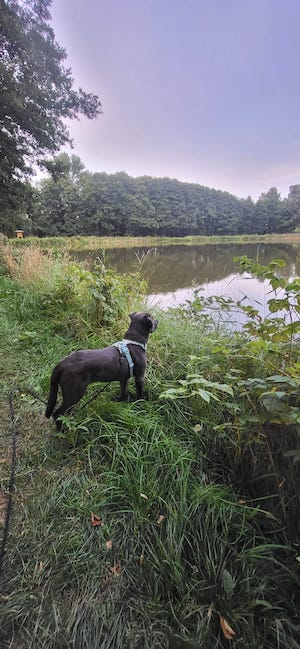 Kurzurlaub, Kurzurlaub mit Hund, Tiny House, im Wald, Hundeurlaub, Urlaub mit Hund, hundefreundlich, Labradorhündin, eingezäunter Garten, Ferienhaus, Unterkunft, Haustiere willkommen, Auszeit mit Hund, Urlaub im Wald, Wald, Teiche