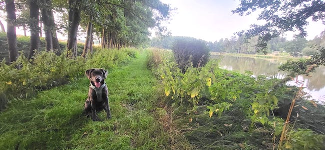 Kurzurlaub, Kurzurlaub mit Hund, Tiny House, im Wald, Hundeurlaub, Urlaub mit Hund, hundefreundlich, Labradorhündin, eingezäunter Garten, Ferienhaus, Unterkunft, Haustiere willkommen, Auszeit mit Hund, Urlaub im Wald, Wald, Teiche