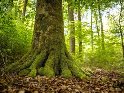 buchengiganten, limbach, Tiny House, Urwald, Waldschutz, UrwaldProjekt, Deutschland, Buchenwälder, Waldpatenschaft, Waldretter