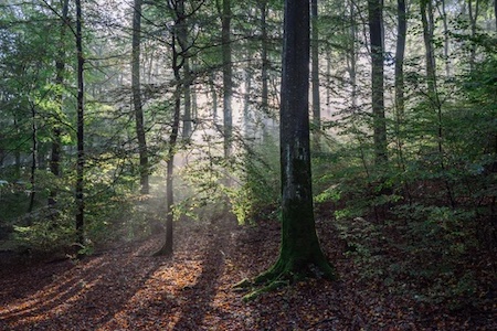 buchengiganten, limbach, Tiny House, Urwald, Waldschutz, UrwaldProjekt, Deutschland, Buchenwälder, Waldpatenschaft, Waldretter