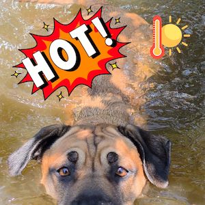 hund abkühlung wasser oberer leitenteich, heißer sommer