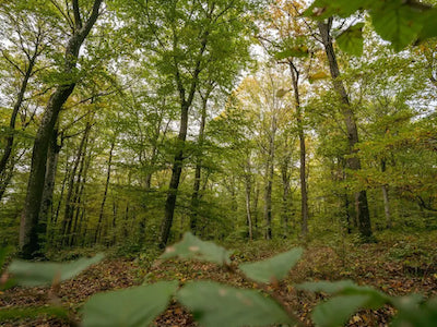junge wilde, nohn, Tiny House, Urwald, Waldschutz, UrwaldProjekt, Deutschland, Buchenwälder, Waldpatenschaft, Waldretter
