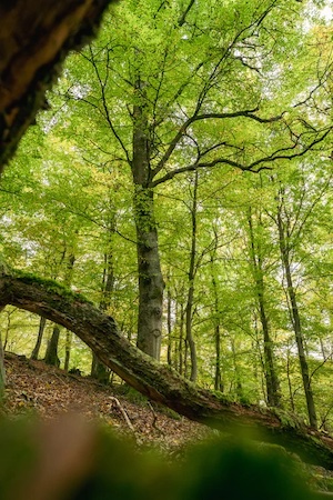 junge wilde, nohn, Tiny House, Urwald, Waldschutz, UrwaldProjekt, Deutschland, Buchenwälder, Waldpatenschaft, Waldretter