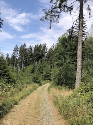 waldweg zur franzosenhöhle